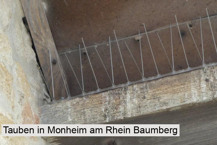 Tauben in Monheim am Rhein Baumberg